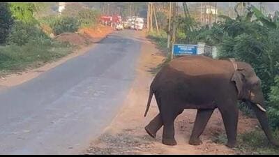 Tanneer Komban, the wild elephant that died, was captured in Mananthawady in Kerala’s Wayanad district. (HT Photo) Tanneer Komban, the wild elephant that died, was captured in Mananthawady in Kerala’s Wayanad district. (HT Photo)