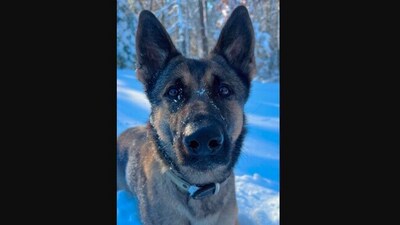 The image shows a K9 named Biza who helped sThe image shows a K9 named Biza who helped find a missing 12-year-old. (Facebook/@Auburn MA Police Department ) The image shows a K9 named Biza who helped sThe image shows a K9 named Biza who helped find a missing 12-year-old. (Facebook/@Auburn MA Police Department )