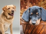 Be it the friendly and intelligent Labrador Retriever, fine swimmers Chesapeake Bay Retriever or the adorable The Shih Tzu, a small toy breed, there is no dearth of adorable brown dogs that are worth welcoming into your home as loyal companions Be it the friendly and intelligent Labrador Retriever, fine swimmers Chesapeake Bay Retriever or the adorable The Shih Tzu, a small toy breed, there is no dearth of adorable brown dogs that are worth welcoming into your home as loyal companions