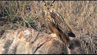 An Indian eagle owl was among the birds sighted on Sunday. (Kavi Nanda) An Indian eagle owl was among the birds sighted on Sunday. (Kavi Nanda)