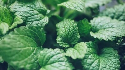 Lemon balm is known for its soothing effects and helps in stress reduction and relaxing the body and mind. (Unsplash) Lemon balm is known for its soothing effects and helps in stress reduction and relaxing the body and mind. (Unsplash)