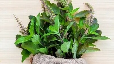 Tulsi, also known as holy basil, is an adaptogen that helps the body to adapt to stress by reducing Cortisol levels. (Unsplash) Tulsi, also known as holy basil, is an adaptogen that helps the body to adapt to stress by reducing Cortisol levels. (Unsplash)