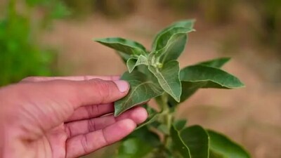 Ashwagandha is also known as an adaptogen that can help the body cope with stressful situations and anxious thoughts. (Unsplash) Ashwagandha is also known as an adaptogen that can help the body cope with stressful situations and anxious thoughts. (Unsplash)