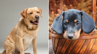 Be it the friendly and intelligent Labrador Retriever, fine swimmers Chesapeake Bay Retriever or the adorable The Shih Tzu, a small toy breed, there is no dearth of adorable brown dogs that are worth welcoming into your home as loyal companions (Freepik) Be it the friendly and intelligent Labrador Retriever, fine swimmers Chesapeake Bay Retriever or the adorable The Shih Tzu, a small toy breed, there is no dearth of adorable brown dogs that are worth welcoming into your home as loyal companions (Freepik)