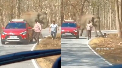 The image shows an elephant chasing men in a forest area. (X/@ParveenKaswan) The image shows an elephant chasing men in a forest area. (X/@ParveenKaswan)