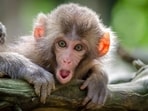 Kyasanur Forest Disease (KFD) commonly known as Monkey Fever is a viral haemorrhagic disease that was first identified in 1957 in the Kyasanur Forest in the Western Ghats of India. 