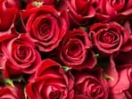 Rose Day 2024: Decode the meaning of different rose colours this Valentine Week(Pexels)