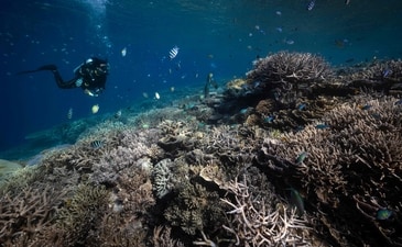 Reefs, complex creatures as it is, require a very specific environment to grow. (Credit: AFP)