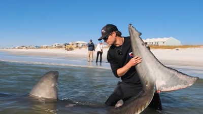 A shocking video shows a shark fishing expert single-handedly tackling a 1,200-pound, 12-foot great white shark on a Florida beach (Coastal Worldwide screenshot/YouTube) A shocking video shows a shark fishing expert single-handedly tackling a 1,200-pound, 12-foot great white shark on a Florida beach (Coastal Worldwide screenshot/YouTube)