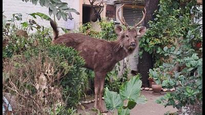 The sambar deer, aged four to five years, that entered Sector 9 of Chandigarh on Monday. (ANI Photo)