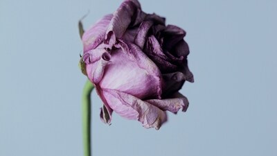 Lavender: Casting a spell of enchantment and mystery, lavender roses captivate with their allure and allure. (Unsplash) Lavender: Casting a spell of enchantment and mystery, lavender roses captivate with their allure and allure. (Unsplash)
