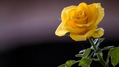 Yellow: Illuminating with joy and friendship, yellow roses shine as sunny companions, spreading warmth and happiness. (Unsplash) Yellow: Illuminating with joy and friendship, yellow roses shine as sunny companions, spreading warmth and happiness. (Unsplash)