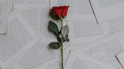Red: Symbolizing fiery passion and deep love, red roses ignite the flames of romance and express intense emotions. (Unsplash) Red: Symbolizing fiery passion and deep love, red roses ignite the flames of romance and express intense emotions. (Unsplash)