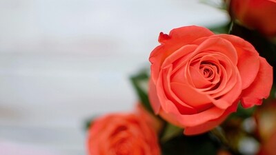 Orange: Bursting with energy and enthusiasm, orange roses ignite a zest for life and spark feelings of excitement. (Unsplash) Orange: Bursting with energy and enthusiasm, orange roses ignite a zest for life and spark feelings of excitement. (Unsplash)