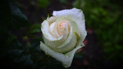 White: Embodying purity and new beginnings, white roses bloom with innocence and offer a clean slate for love and life. (Unsplash) White: Embodying purity and new beginnings, white roses bloom with innocence and offer a clean slate for love and life. (Unsplash)