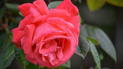 Coral: Vibrant and passionate, coral roses ignite desires and express fervent feelings of attraction. (Unsplash) Coral: Vibrant and passionate, coral roses ignite desires and express fervent feelings of attraction. (Unsplash)