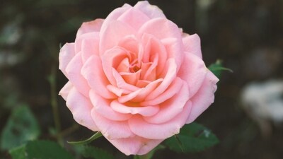 Pink: Radiating grace and admiration, pink roses whisper words of appreciation and convey gentle affection. (Unsplash) Pink: Radiating grace and admiration, pink roses whisper words of appreciation and convey gentle affection. (Unsplash)