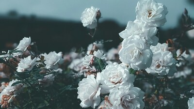 Cream: Elegantly charming and gracefully thoughtful, cream roses exude a sense of refinement and sophistication. (Unsplash) Cream: Elegantly charming and gracefully thoughtful, cream roses exude a sense of refinement and sophistication. (Unsplash)