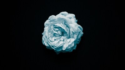 Blue: Rare and symbolic of the unattainable, blue roses evoke a sense of mystery and fascination with the unknown. (Unsplash) Blue: Rare and symbolic of the unattainable, blue roses evoke a sense of mystery and fascination with the unknown. (Unsplash)