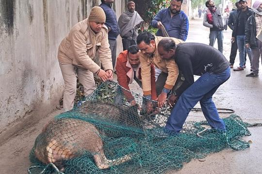 The deer being rescued by a wildlife department team before he was taken away from Sector 18, Chandigarh. (ANI Photo)