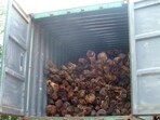 Red sandalwood (HT) Red sandalwood (HT)