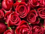 Valentine's Week: Rose Day falls on February 7. Valentine's Week: Rose Day falls on February 7.