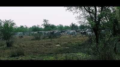 Despite numerous attempts to drive away the wildlife, they persist in the region. (HT Photo) Despite numerous attempts to drive away the wildlife, they persist in the region. (HT Photo)