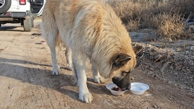 In order to enter the United States, these dogs are required to have a rabies vaccination certificate and valid microchip. (X@JLRINVESTIGATES) In order to enter the United States, these dogs are required to have a rabies vaccination certificate and valid microchip. (X@JLRINVESTIGATES)