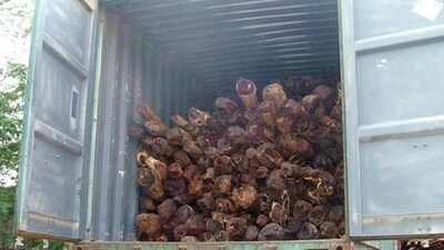 Red sandalwood (HT) Red sandalwood (HT)