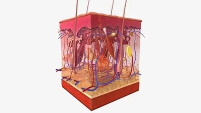 Leptin is made within fat cells and can make us feel satiated. Leptin resistance can stop us from feeling full or satiated. (Unsplash) Leptin is made within fat cells and can make us feel satiated. Leptin resistance can stop us from feeling full or satiated. (Unsplash)