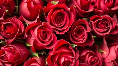Valentine's Week: Rose Day falls on February 7. (Pexels)