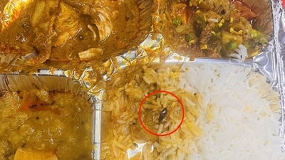 The image shows the dead cockroach that a Vande Bharat Express passenger found in his meal. (X/@iamdrkeshari) The image shows the dead cockroach that a Vande Bharat Express passenger found in his meal. (X/@iamdrkeshari)