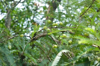 Amla is also known as Indian gooseberry (Unsplash) Amla is also known as Indian gooseberry (Unsplash)