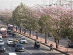 Mumbai: A blanket of pink trumpet flowers (Tabebuia Rosea), also known as the Basant Rani, bloom on trees in winter climate, at Ghatkopar on the Eastern Express Highway, in Mumbai, Tuesday, Feb. 6, 2024.  (PTI Photo/Kunal Patil)(PTI02_06_2024_000103B)