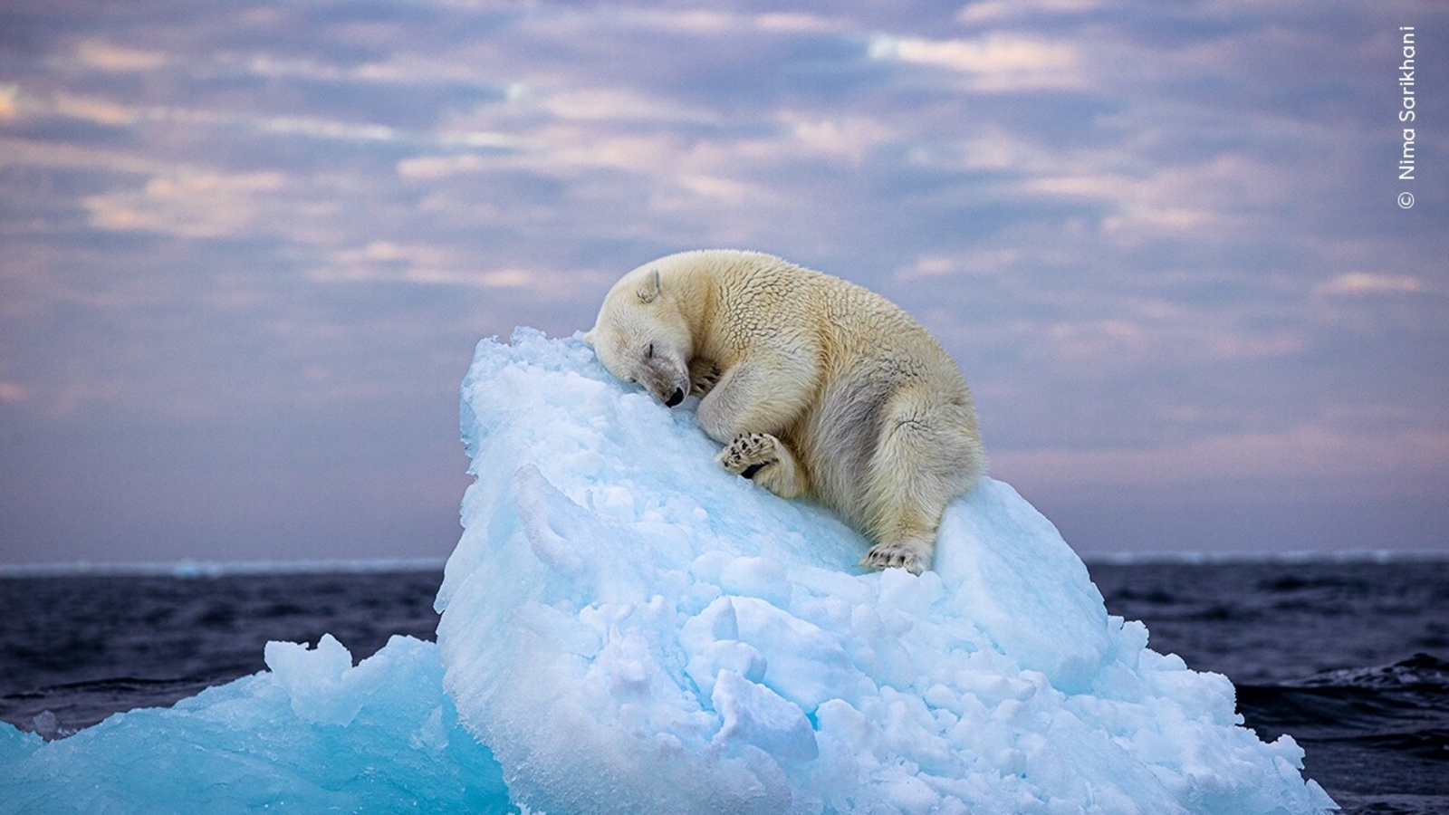 Pic of polar bear wins Wildlife Photographer of the Year People's Choice Award - Vimarsana News