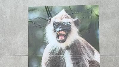A langur poster put up at Gulshan Botnia society in Sector 144, Noida (HT Photo) A langur poster put up at Gulshan Botnia society in Sector 144, Noida (HT Photo)