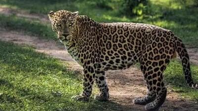 A leopard pounced on the vehicle near Hawan village of Bilaspur, Himachal Pradesh. (HT FIle)