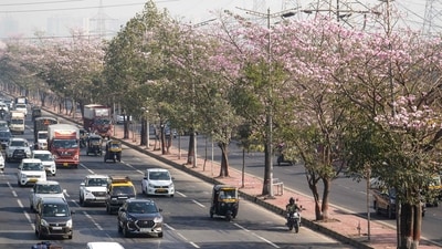 Mumbai: A blanket of pink trumpet flowers (Tabebuia Rosea), also known as the Basant Rani, bloom on trees in winter climate, at Ghatkopar on the Eastern Express Highway, in Mumbai, Tuesday, Feb. 6, 2024. (PTI Photo/Kunal Patil)(PTI02_06_2024_000103B) (PTI) Mumbai: A blanket of pink trumpet flowers (Tabebuia Rosea), also known as the Basant Rani, bloom on trees in winter climate, at Ghatkopar on the Eastern Express Highway, in Mumbai, Tuesday, Feb. 6, 2024. (PTI Photo/Kunal Patil)(PTI02_06_2024_000103B) (PTI)