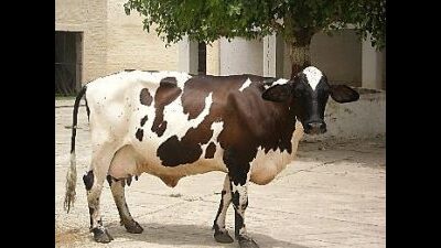 The synthetic dairy cattle namely Frieswal Cattle which is one of the cross-breeds of Holstein Friesian (62.5) and Sahiwal (37.5) inheritance, is capable of producing about 7,000 kg of milk yield in a standard lactation with a peak yield of about 41 kg. (Sourced: NBAGR website) The synthetic dairy cattle namely Frieswal Cattle which is one of the cross-breeds of Holstein Friesian (62.5) and Sahiwal (37.5) inheritance, is capable of producing about 7,000 kg of milk yield in a standard lactation with a peak yield of about 41 kg. (Sourced: NBAGR website)