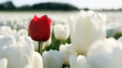 Agreeableness is denoted by a person's personality trait of being understanding and empathetic in nature and being open to accepting the opinions of others.&nbsp; (Unsplash)