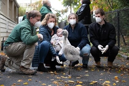Zoo authorities honour Amber (Alaska Airlines) Zoo authorities honour Amber (Alaska Airlines)