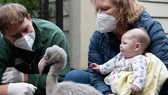 After waiting months for the eggs to hatch, Amber visited the zoo to meet the birds. (Alaska Airlines)