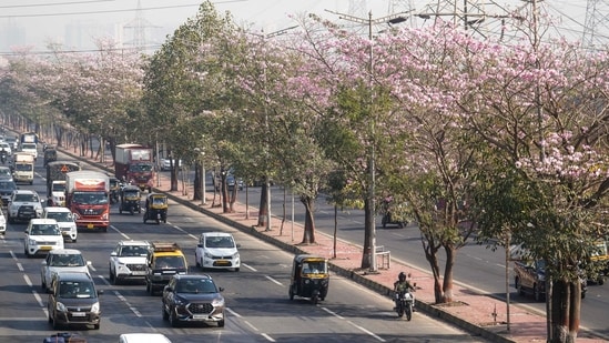 Mumbai: A blanket of pink trumpet flowers (Tabebuia Rosea), also known as the Basant Rani, bloom on trees in winter climate, at Ghatkopar on the Eastern Express Highway, in Mumbai, Tuesday, Feb. 6, 2024. (PTI Photo/Kunal Patil)(PTI02_06_2024_000103B) (PTI)