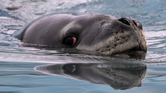 A leopard seal (AFP)