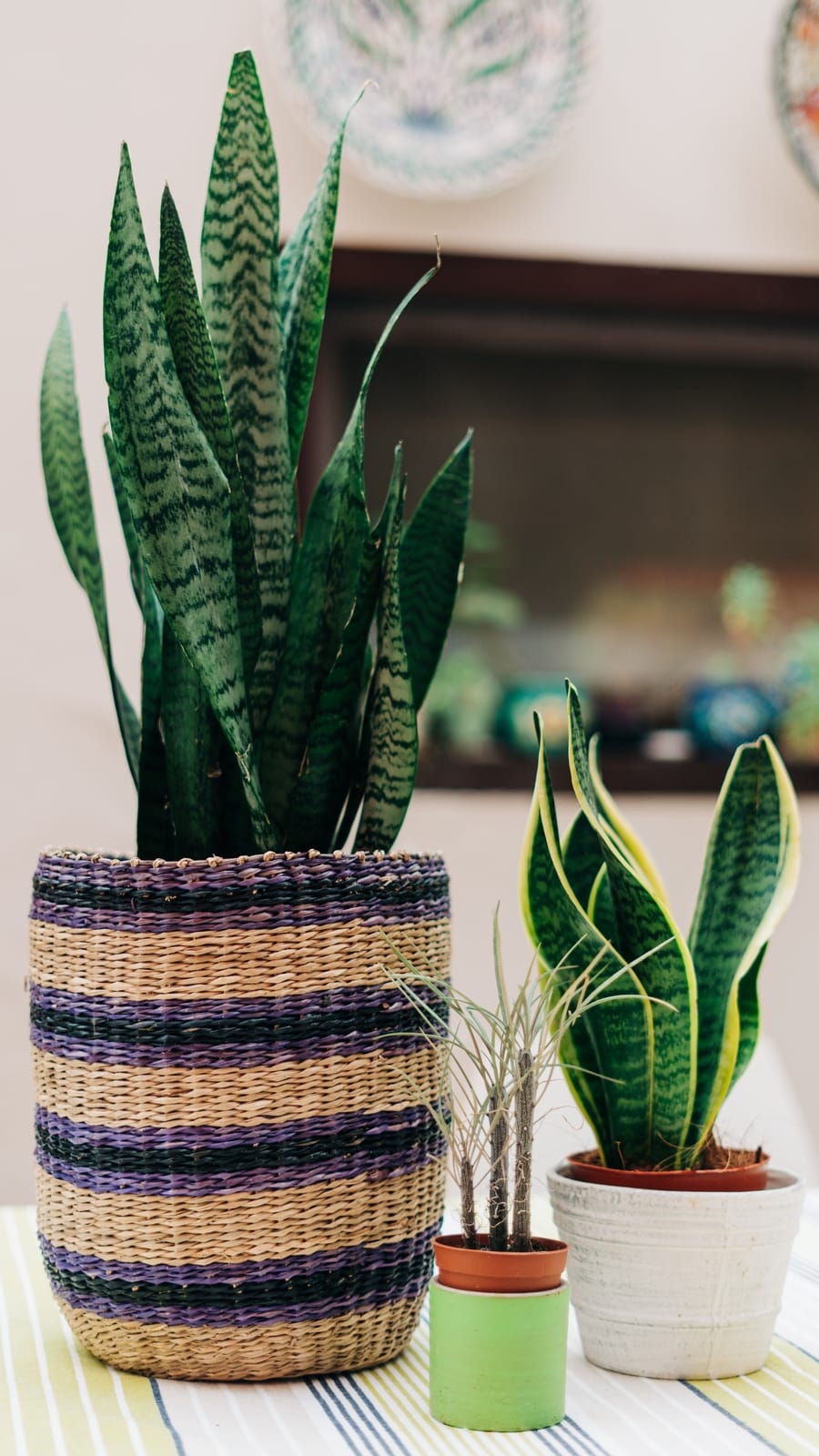 Snake_plants