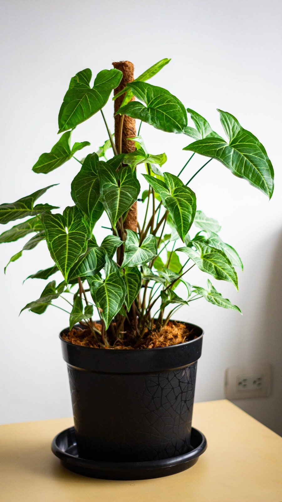 Singonis 5 reasons why syngonium is an ideal houseplant | Hindustan Times