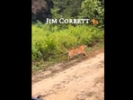 Snapshot of the tiger running in Jim Corbett. Snapshot of the tiger running in Jim Corbett.