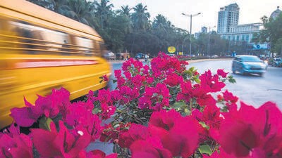 BMC to spend ₹2.5 crore on 2,000 bougainvillea pots for flyovers BMC to spend ₹2.5 crore on 2,000 bougainvillea pots for flyovers