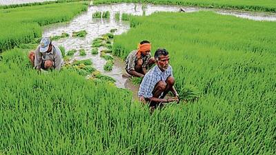 Dulloo also stressed upon making the scheme benefits readily available to the prospective beneficiaries by simplifying the procedures. He also called for making necessary amendments as per the guidelines, wherever required, for orienting these with the interests of farmers here. (Representational photo) Dulloo also stressed upon making the scheme benefits readily available to the prospective beneficiaries by simplifying the procedures. He also called for making necessary amendments as per the guidelines, wherever required, for orienting these with the interests of farmers here. (Representational photo)