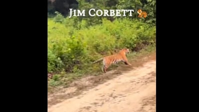 Snapshot of the tiger running in Jim Corbett. Snapshot of the tiger running in Jim Corbett.